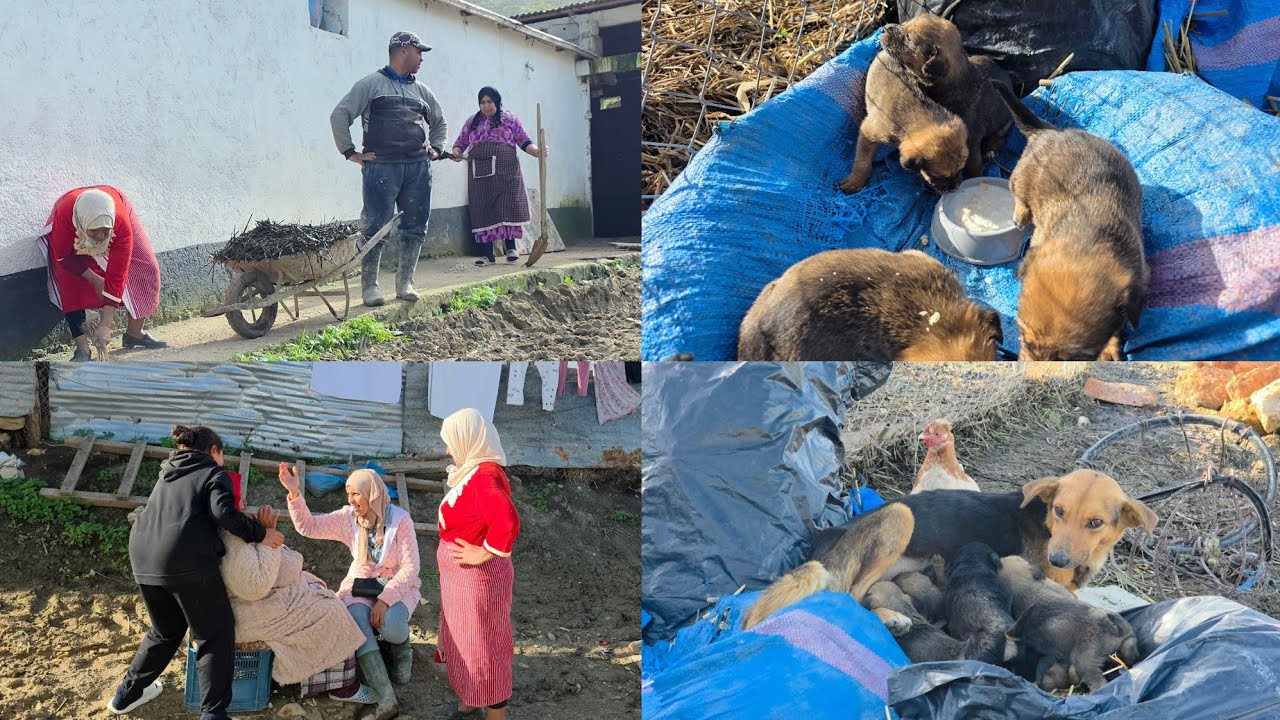 اللهم بارك ولدات 7 فخطرة🐕إرحموا من في الأرض يرحمكم من في السماء🤲ها فين تديرو الخير🥹