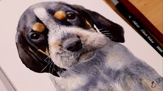 Bluetick Coonhound Puppy Watercolor Process Tutorial