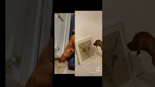 Hungarian Vizsla dog puppy strange sleeping positions at 16 weeks