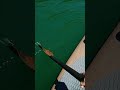 中禅寺湖SUP⑥上野島を目指す