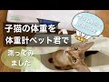 子猫の体重を体重計ペット君で計ってみました♪（５グラム単位で正確に）