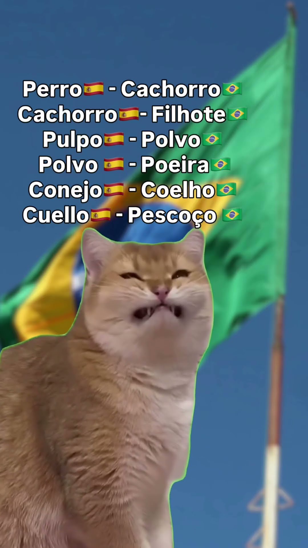 Perro, conejo e cuello: seis palavras que o portunhol erra