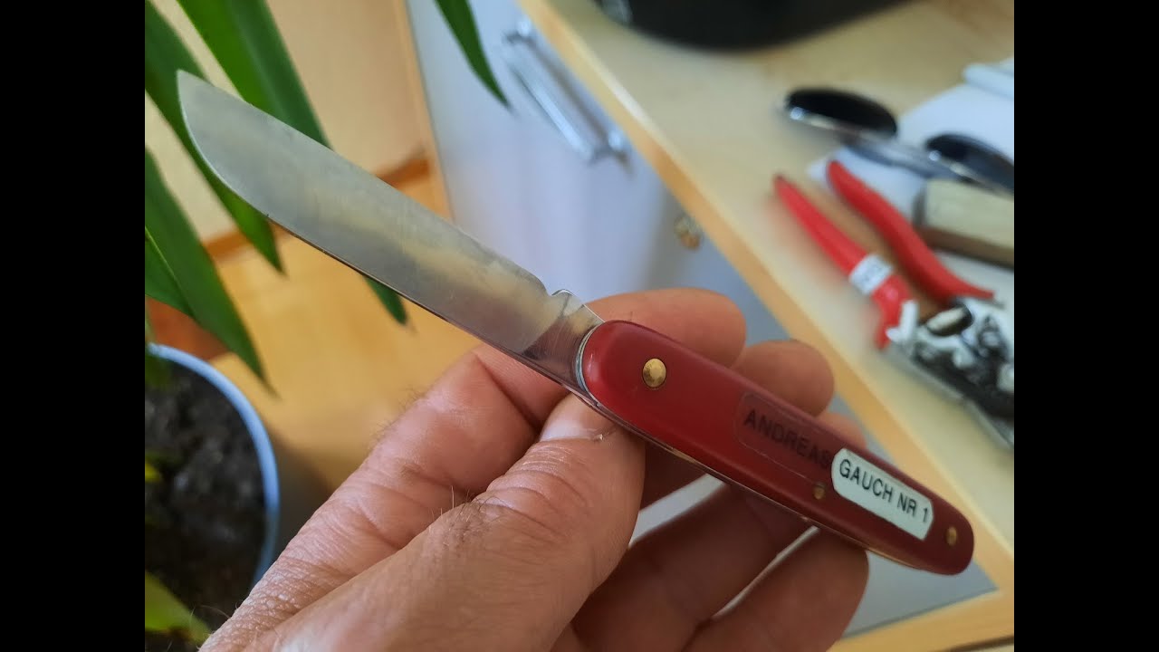 Georgisch Hazelnut grafting Basic No 1