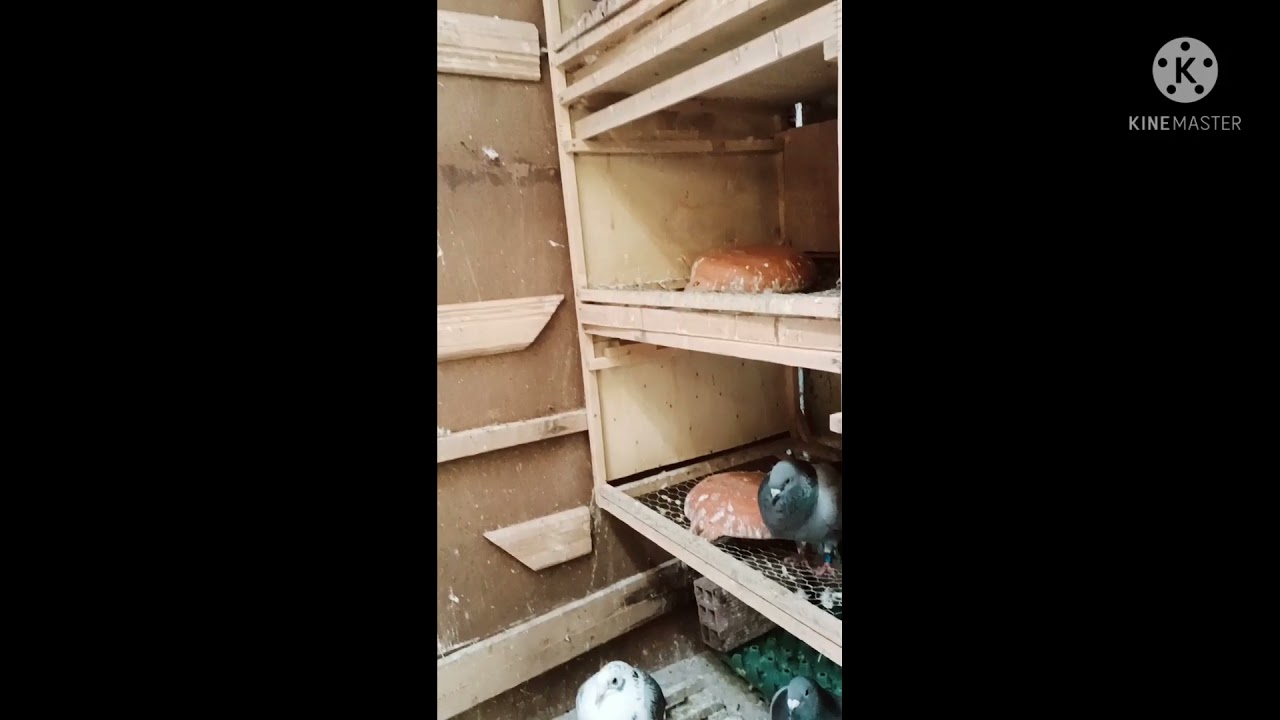 الادينو  فيروس ،وكيفية التعرف عليه وعلاجه الطبيعي ADENOVIRUS