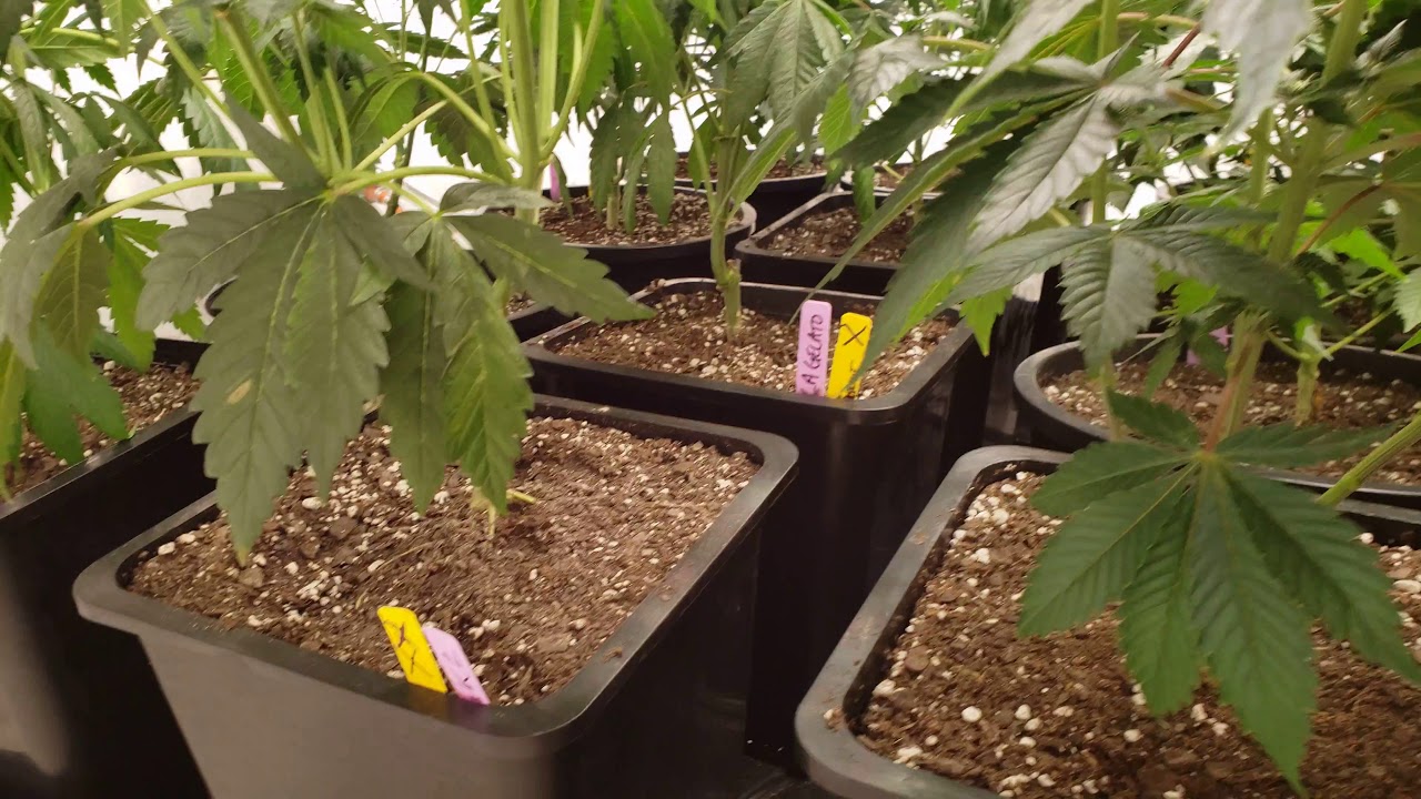 Indoor Michigan Marijuana Grow Update 2021 identifying