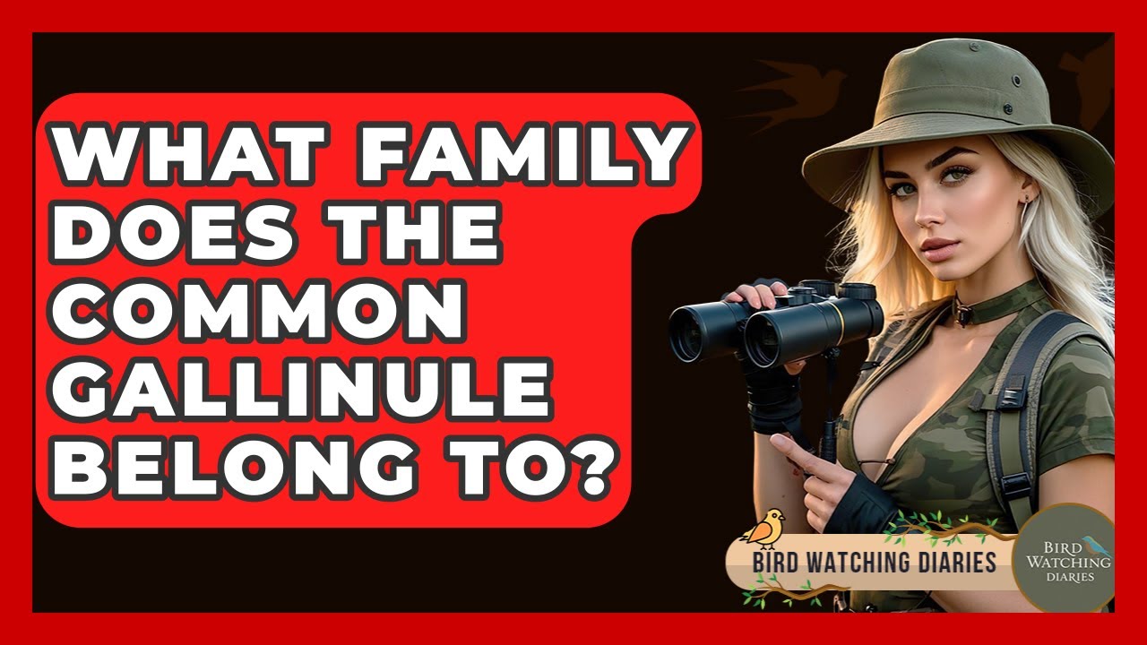 What Family Does The Common Gallinule Belong To? - Bird Watching Diaries