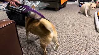 Dog Vacuum