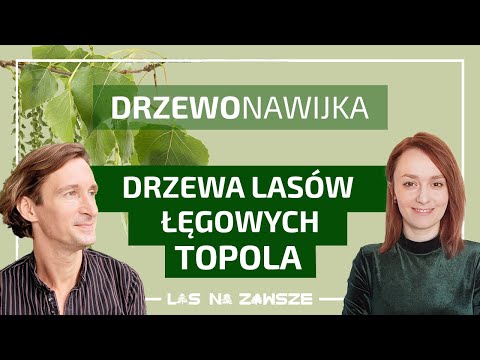 Wideo: Gdzie można znaleźć drzewa topoli?