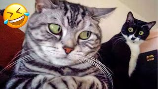 Funniest Animals 😄 New Funny Cats and Dogs Videos 2024 😹🐶 #1010
