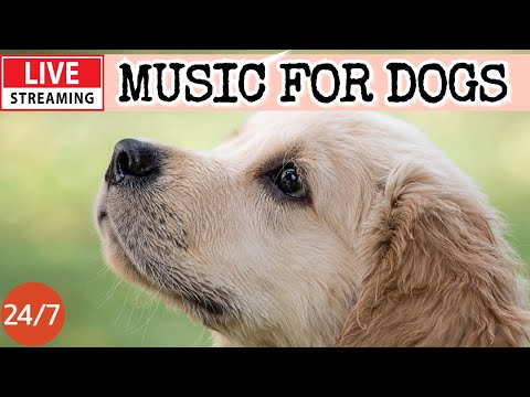 🔴[LIVE] Dog Music🎵🐶Calming Music for Dogs🐶💖Separation Anxiety Relief💖🦮Dog Relaxing Music for Sleep🔴6