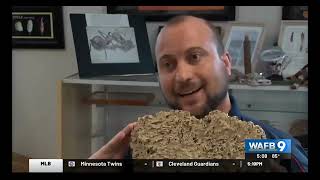 SWARM WARNING: Termites Are Coming! Here’s How to FIGHT BACK