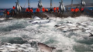 A Way For Fishermen Net Fishing Tuna - Giant Bluefin Tuna, Catch Hundred Tons Tuna Fish On the sea
