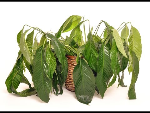 Видео: Кое растение се храни с живи организми?
