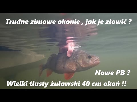 Wideo: Zimowe Wędkowanie - Gdzie I Jak Złowić Okonie