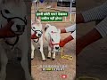 Mini Cows जो आपको हैरान कर देंगी! 😳#MiniCow