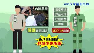 崁頂黑熊Umas痊癒 野放重返山林 八大民生新聞 2021081607
