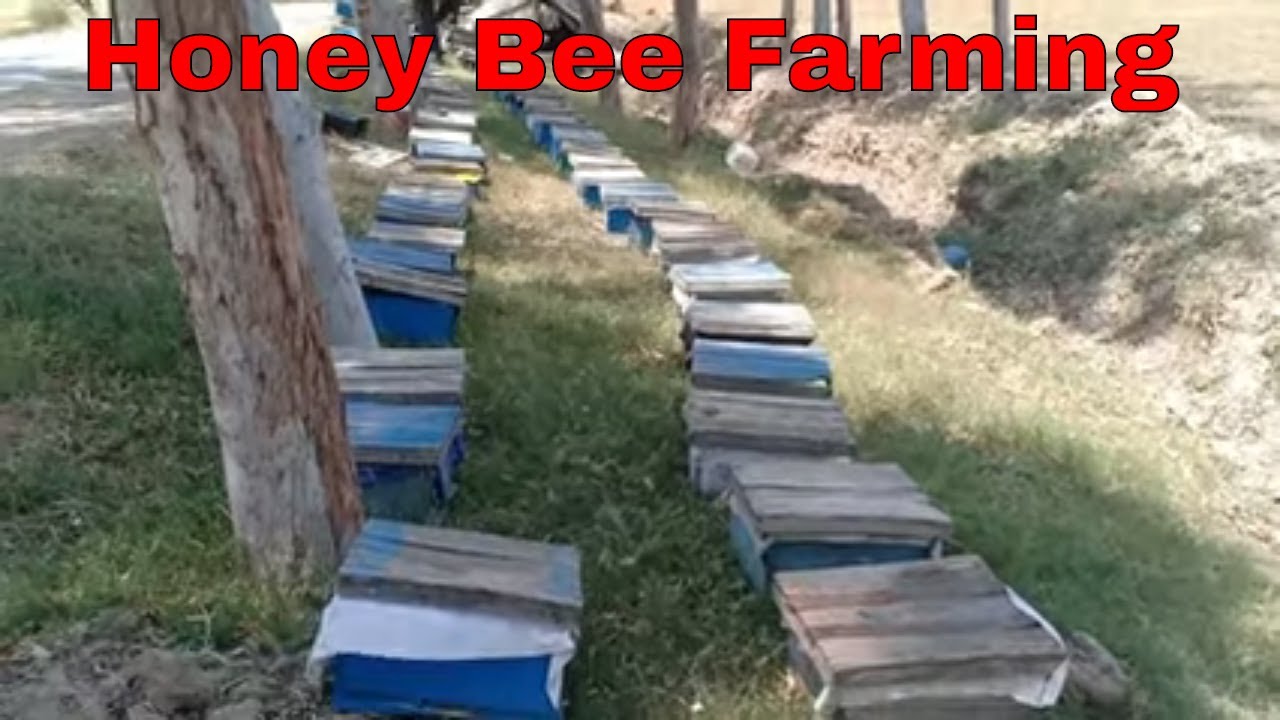 bee farming business plan in pakistan