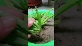 How To Separate Aloevera Seedlings