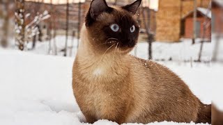Кот который увидел впервые снег! The cat saw snow for the first time!