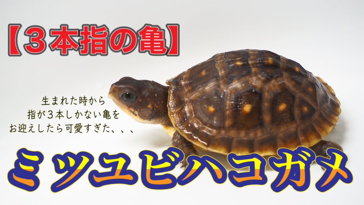 〖カメ〗【3本指の亀】生まれた時から指が3本しかない亀をお迎えしたら可愛すぎた、、、