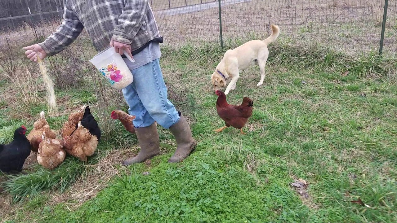 Using chickens as weed eaters YouTube
