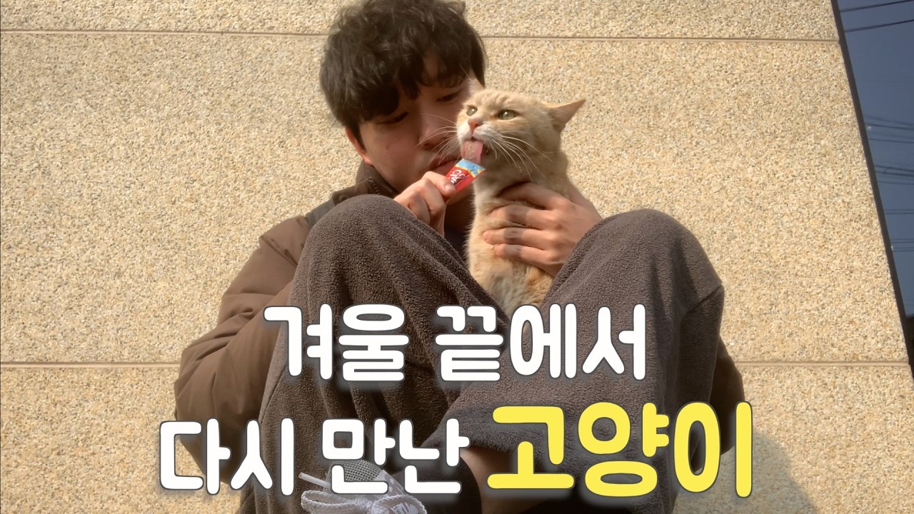 마지막 추위에 다시 만난 고양이들