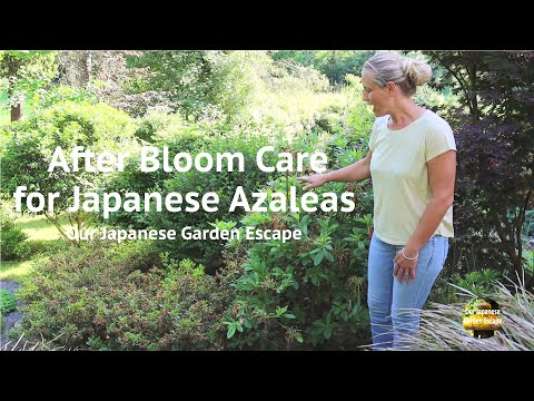 After Bloom Care for Japanese Azaleas | Our Japanese Garden Escape