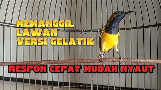 SOGON MEMANGGIL LAWAN AMPUH MEMANCING BUNYI SOGON LAIN #sogon #sogongacor #sogonmania #sogonmateri