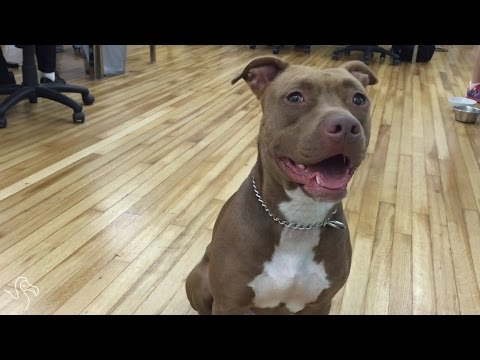 5 Things You Know If You Own A Pit Bull