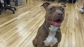 5 Things You Know If You Own A Pit Bull Resimi