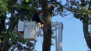 A 250 year old tree | Felling Ella | Happy Customer | Red Oak Tree Service