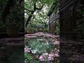 Soft Rain Sounds for Focus & Study #nature #relaxation #rainoundforsleep #travel #natureasmr