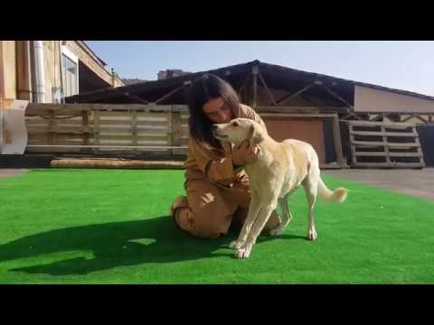 GSPSA - პარეზიანი ძაღლი მილა