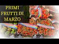 Primi frutti raccolti in marzo Pomodoro Costoluto Datterino e Piccadilly Invernali