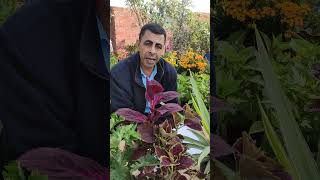 حالات إزالة أوراق النبات Cases of removing plant leaves