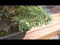 Mastering satsuki azalea bonsai form pruning and wiring techniques
