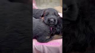 14 day old German Shepherd Puppies Dreaming #germanshepherd #puppy #gsd  *no music*