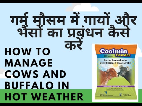 गर्म मौसम में गायों और भैंसों का प्रबंधन कैसे करें/ How to manage cows and buffalo in hot weather