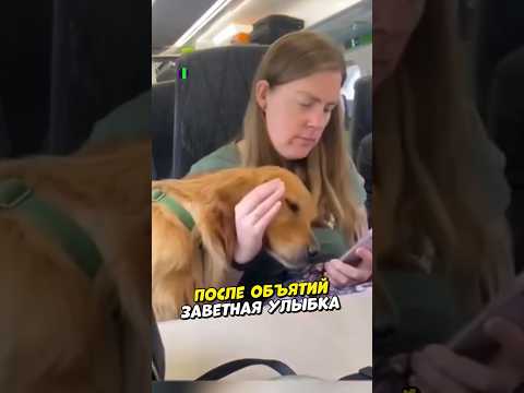Собаки – это больше, чем просто животные... 🥰 (Credits: @hugoandursula on TT)