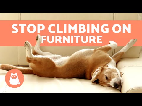 How to Keep a DOG OFF the FURNITURE 🛋️❌🐕 | Off the Couch