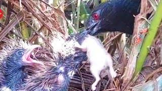 Tikus segede bantal ini anak bubut kesusahan menelannya
