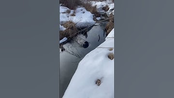 Muskrat trapping. Students dropping a cage set into the creek. Fishing in the dark for muskrats.