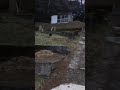 【心霊神回】本物❗️見るな ありがた山で心霊現象 スローにしてみなかった