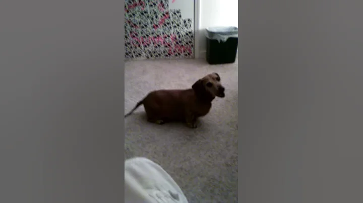 Rocky scratches his back