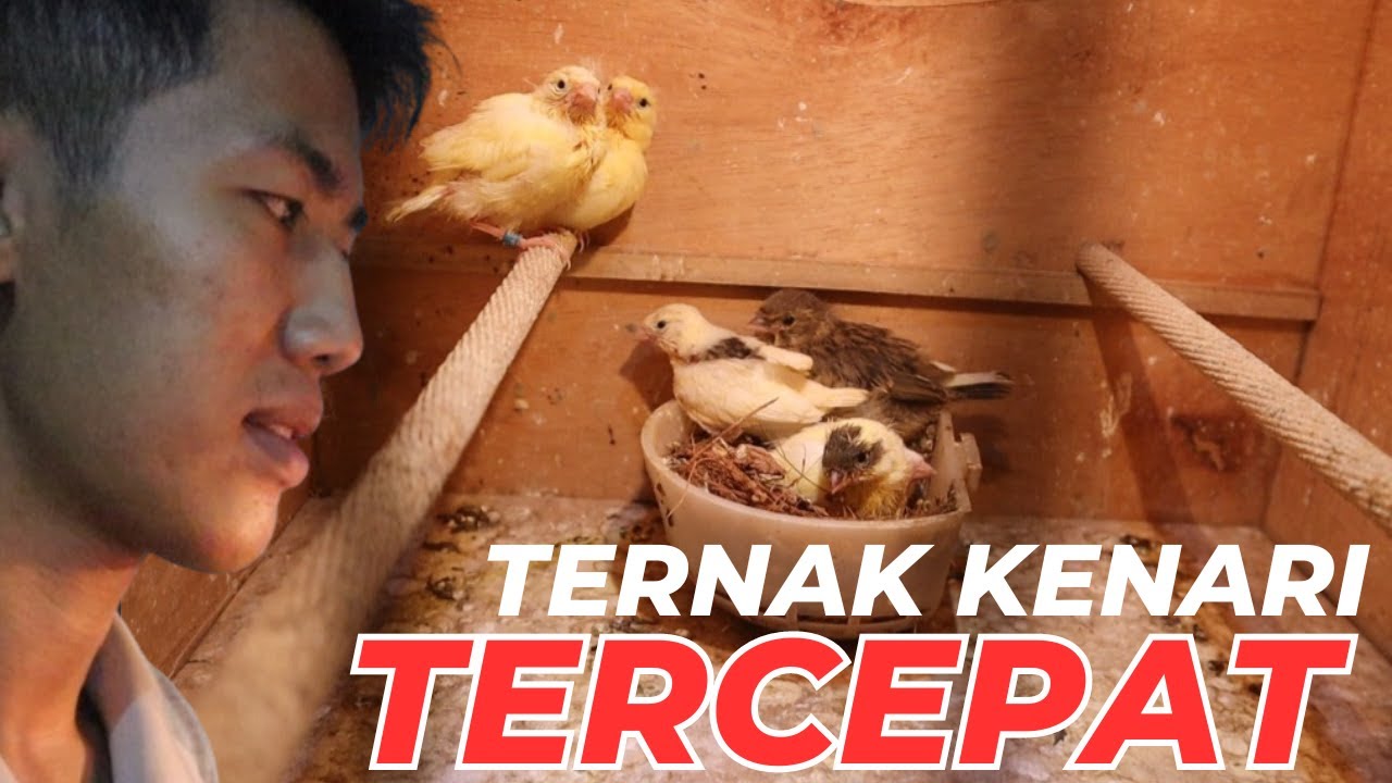 Самый быстрый способ разведения канареек. Заводчики канареек, которые заставят вас покачать головой.