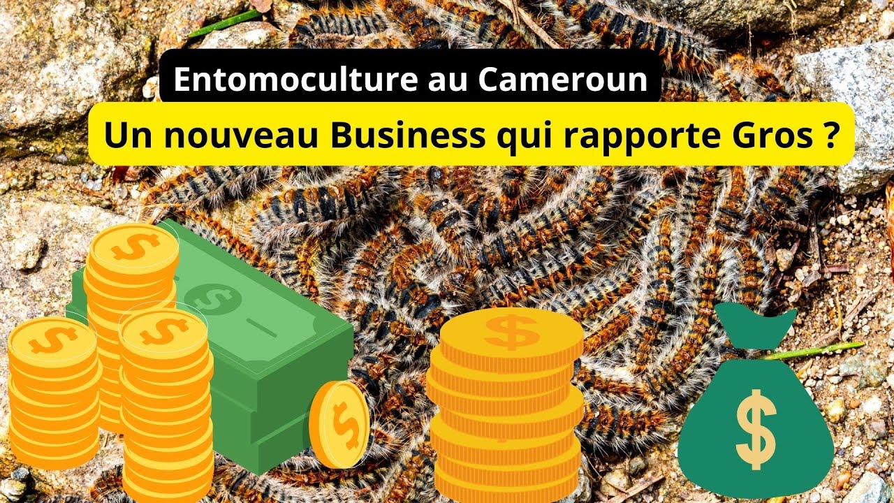 L'Entomoculture au Cameroun un business rentable mais méconnu