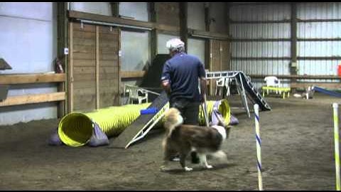 MACH Flash - Running Contact Practice