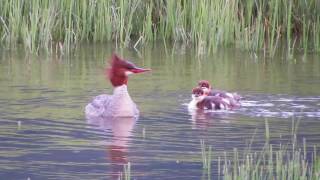 Common Mergansers