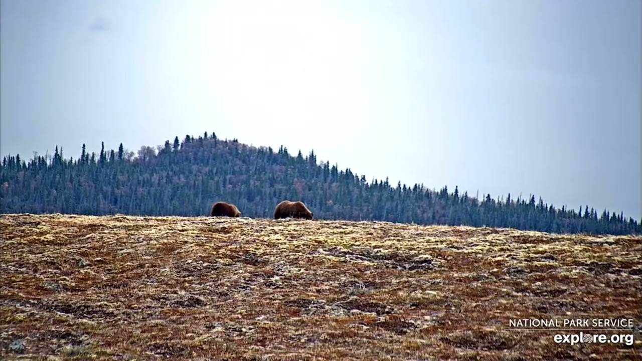 Mystery Mama and Two Cubbies Eat Crow Berries on Dumpling Mountain (explore.org DM cam) 10.18.25