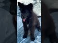 2 Month Old Black German Shepherd Female Playing with Ball 🖤🐾 | Super Cute & Intelligent Puppy